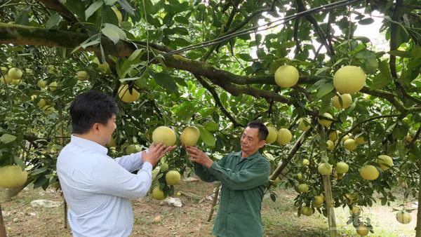 Nhiều hộ dân tại xã Xuân Vân, tỉnh Tuyên Quang tăng thu nhập từ trồng bưởi đặc sản. (Ảnh: KHÁNH TOÀN)