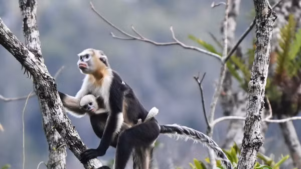 Hình ảnh Voọc mũi hếch ở rừng Khau Ca, tỉnh Tuyên Quang. (Ảnh: FFI)