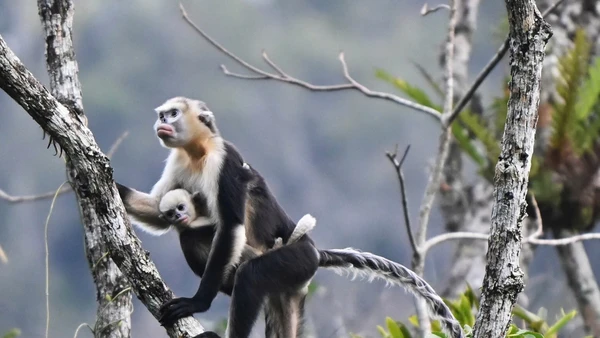 Hình ảnh Voọc mũi hếch ở rừng Khau Ca, tỉnh Tuyên Quang. (Ảnh: FFI)