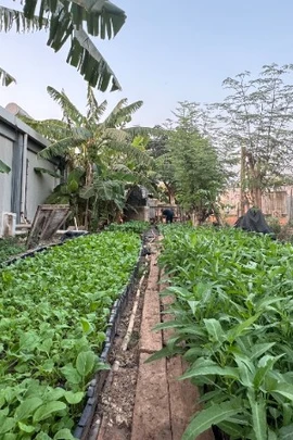 Vườn rau xanh của “Bộ đội cụ Hồ” ở Nam Sudan