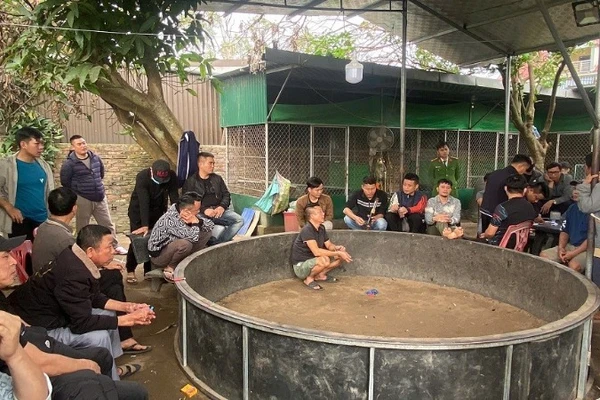 Hiện trường chơi đá gà ăn tiền. (Ảnh: CÔNG AN NGHỆ AN)