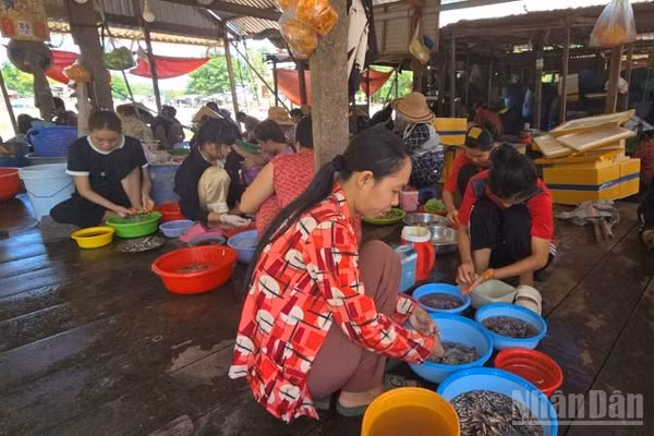 Làm cá linh non ở xã Nhơn Hội