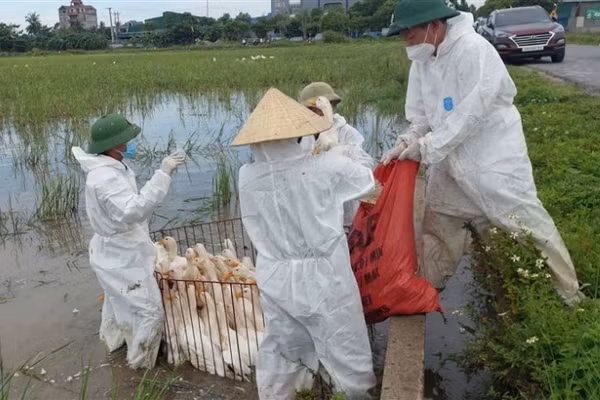 Ổ dịch cúm gia cầm H5N1 đầu tiên ở xã Hùng Châu được phát hiện từ ngày 20/6. (Ảnh: HC)