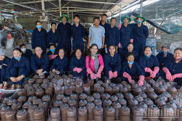Trang trại trồng nấm sạch của chị Châu Thị Nương.