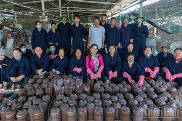 Trang trại trồng nấm sạch của chị Châu Thị Nương.