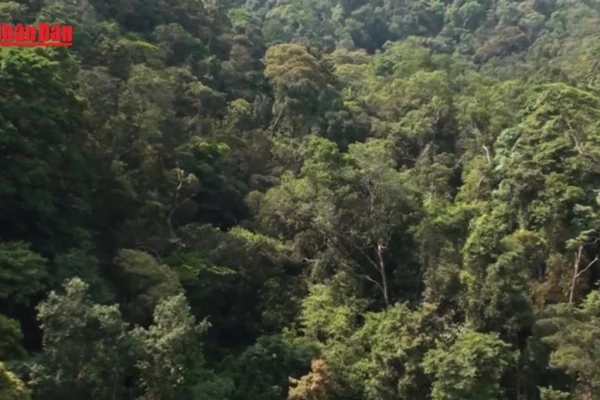 [Video] Sẽ có sàn giao dịch tín chỉ carbon trong nước hoạt động như sàn chứng khoán từ cuối năm 2025 