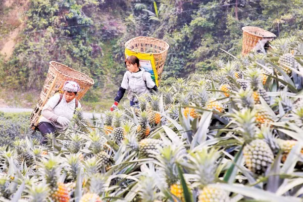Người dân Bản Lầu thu hoạch dứa.