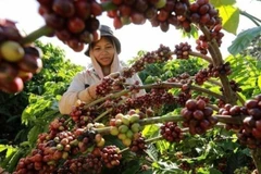 Thu hoạch cà-phê. (Ảnh: Vũ Sinh/TTXVN)