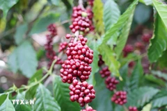 Nguồn cung cà-phê toàn cầu đang chịu áp lực ngày càng lớn. (Ảnh: Hoài Thu/TTXVN)