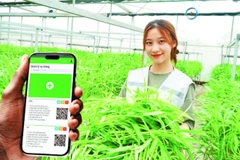 Giải pháp công nghệ của Công ty cổ phần Công nghệ cao Hachi Việt Nam giúp nông dân giảm chi phí, bảo vệ tài nguyên và giảm phát thải khí nhà kính. (Ảnh: BÍCH LIÊN)