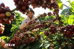 Thu hoạch cà-phê ở vùng trồng của Công ty Simexco Daklak, thành phố Buôn Ma Thuột, tỉnh Đắk Lắk. (Ảnh: Vũ Sinh/TTXVN)