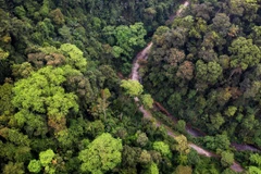 Thay đổi tư duy phát triển rừng