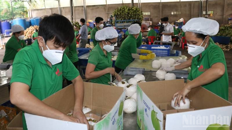 Tỉnh Bến Tre tạo điều thuận lợi cho các doanh nghiệp sản xuất, kinh doanh. (Ảnh: HOÀNG TRUNG) ndo_br_duatuoi1.jpg