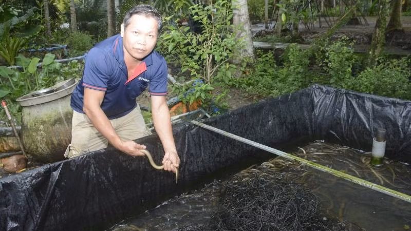 Thầy giáo Huỳnh Văn Bình vừa dạy học vừa nuôi lươn để phát triển kinh tế gia đình.