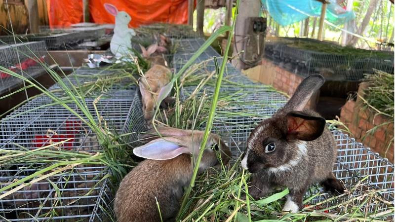 Trang trại thỏ rừng của ông Ngọc có diện tích chỉ vài chục mét vuông. (Ảnh: HOÀNG TRUNG)