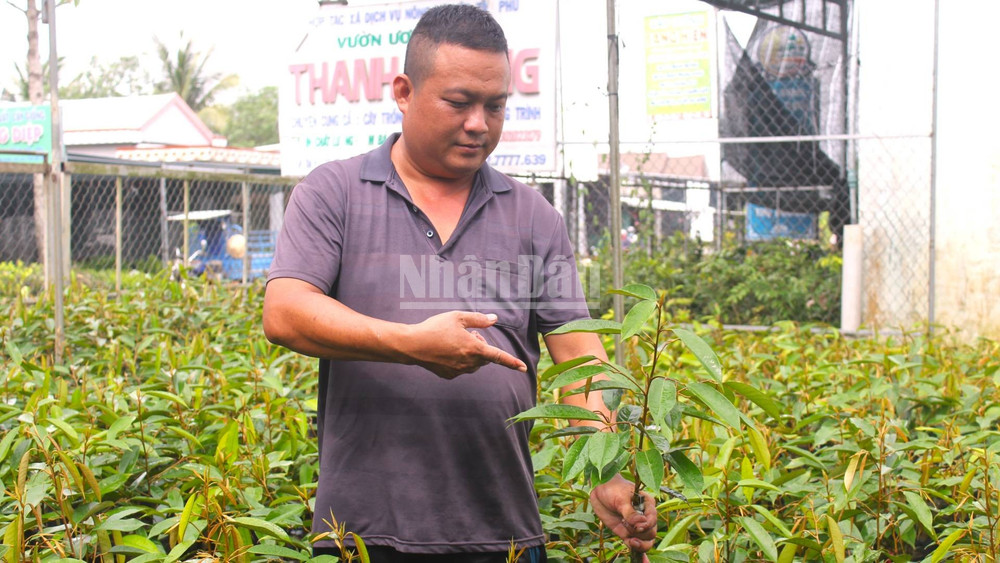 Sản xuất cây sầu riêng giống là loại cây chủ tại huyện Chợ Lách. (Ảnh: HOÀNG TRUNG) ndo_c_2-28.jpg