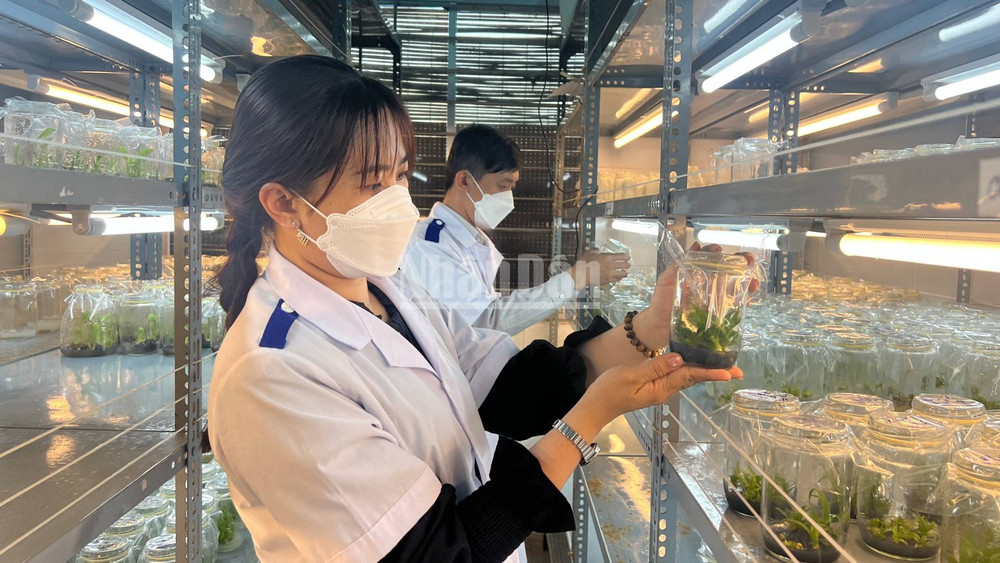 Sản xuất cây giống ứng dụng công nghệ cao tại Trung tâm Giống và Hoa kiểng Bến Tre. (Ảnh: HOÀNG TRUNG) ndo_c_5-5.jpg