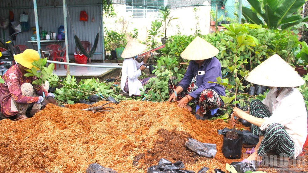 Sản xuất cây giống tạo việc làm cho nhiều lao động tại địa phương. (Ảnh: HOÀNG TRUNG) ndo_br_1-32.jpg
