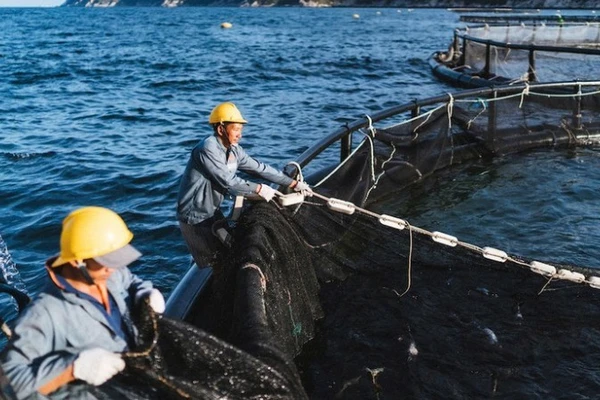 Khu vực nuôi cá chẽm công nghệ cao trên vịnh Vân Phong, tỉnh Khánh Hòa. (Ảnh: BẢO TRANG)