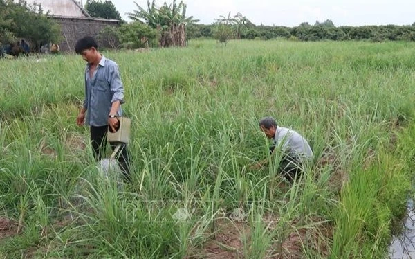 Ảnh minh họa: Nông dân tỉnh Tiền Giang (cũ) chăm sóc vườn sả. (Ảnh: Minh Trí - TTXVN)