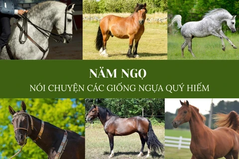 Năm ngọ nói chuyện các giống ngựa quý hiếm