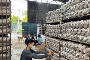 Việc chuẩn hóa thủ tục nhằm tránh gián đoạn quyền sở hữu và bảo đảm sản phẩm địa phương tiếp tục được sử dụng nhãn hiệu hợp pháp trong hoạt động sản xuất-kinh doanh.