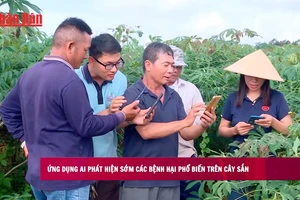 [Video] Ứng dụng AI phát hiện sớm các bệnh hại phổ biến trên cây sắn