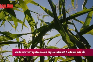 [Video] Thiết bị nâng cao giá trị sản phẩm ngô ở miền núi phía Bắc