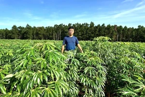 Sắn là cây trồng chủ lực của vùng Bắc Trung Bộ.