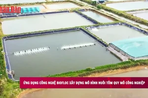 [Video] Ứng dụng công nghệ Biofloc xây dựng mô hình nuôi tôm quy mô công nghiệp