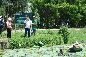 Mô hình nông nghiệp xanh tại An Giang: Trồng sen kết hợp nuôi cá trê vàng.