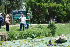Mô hình nông nghiệp xanh tại An Giang: Trồng sen kết hợp nuôi cá trê vàng.