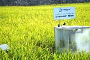 Quy trình MRV gồm 6 bước: Chuẩn bị, đăng ký, thiết lập đường cơ sở, đo đạc, báo cáo, thẩm định.