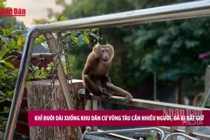 [Video] Khỉ đuôi dài xuống khu dân cư Vũng Tàu cắn nhiều người, đã bị bắt giữ
