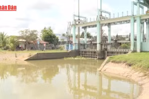 [Video] Xâm nhập mặn có xu thế tăng dần vào cuối tuần