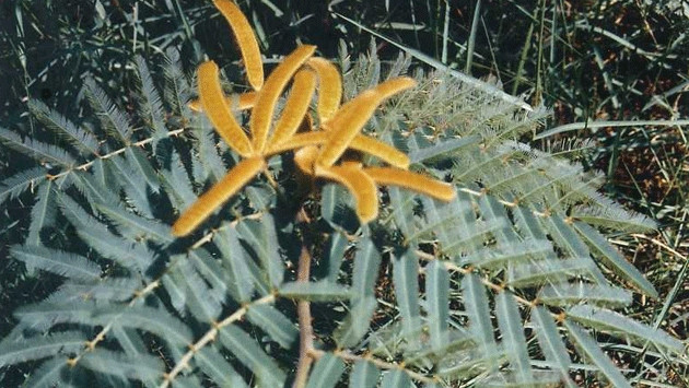 Thủ tướng chỉ đạo tăng cường kiểm soát loài ngoại lai xâm hại ảnh 2