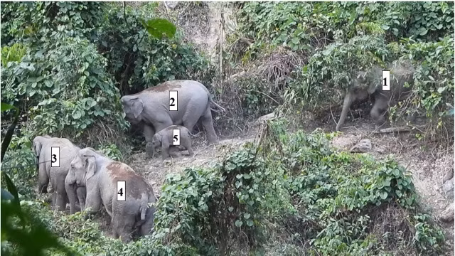 Xung đột với con người - mối đe dọa lớn nhất đối với loài hoang dã ảnh 7