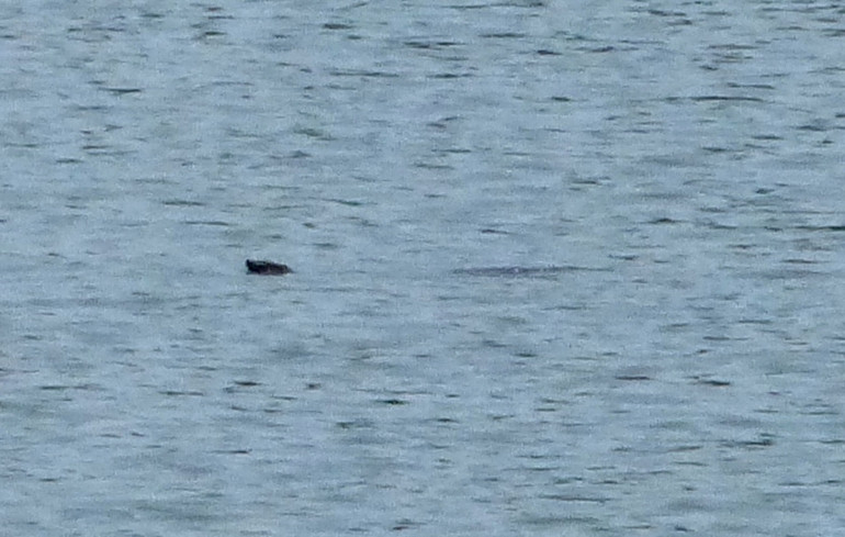 Xác định giới tính rùa Hoàn Kiếm ở hồ Đồng Mô để bảo tồn ảnh 5