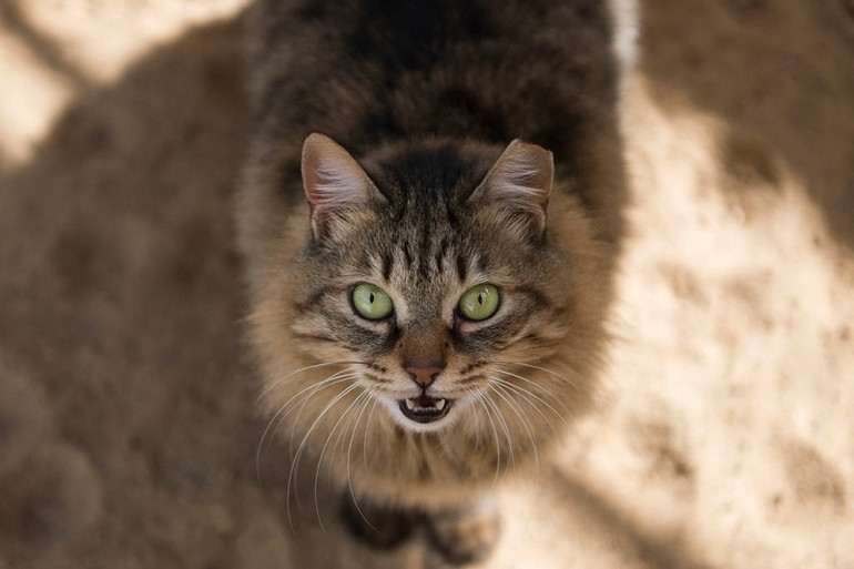 Lần đầu tiên phát hiện khỉ đột trong vườn thú mắc Covid-19 ảnh 4