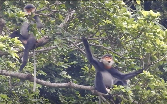 Bảo tồn loài chà vá chân xám tại 6 tỉnh miền trung và Tây Nguyên ảnh 2