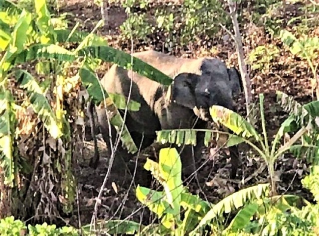 Xung đột với con người - mối đe dọa lớn nhất đối với loài hoang dã ảnh 5