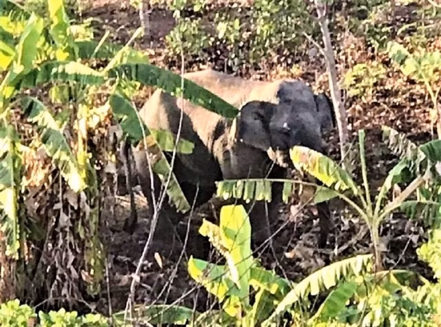 Xung đột với con người - mối đe dọa lớn nhất đối với loài hoang dã ảnh 5