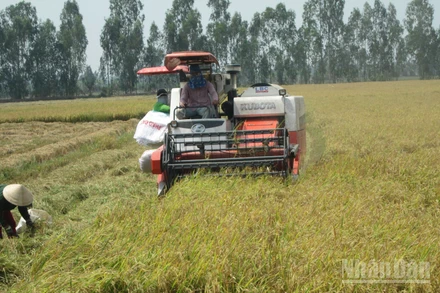Nông dân An Giang thu hoạch lúa.