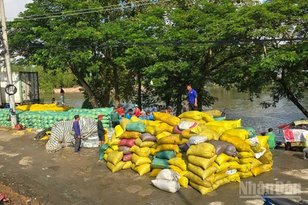 Các lái ốc thu mua ốc bươu vàng.