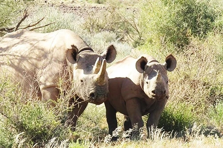 Khu bảo tồn tê giác đen lớn nhất thế giới