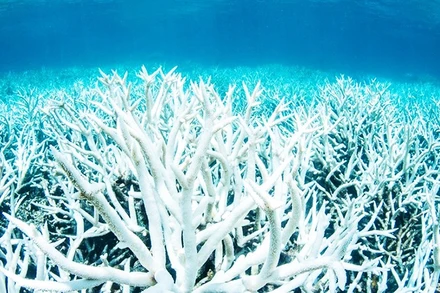 Rạn san hô trắng khổng lồ