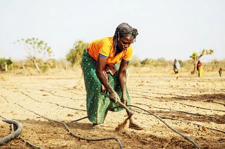 Nông dân lắp đặt đường ống tưới tiêu. Ảnh: GETTY IMAGES