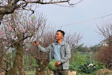 "So với bỏ ra 50-70 triệu đồng mua cây đào về chơi trong dịp Tết, khách thuê đào sẽ tiết kiệm hơn rất nhiều. Giá thuê mỗi gốc đào từ 10 triệu đồng đến 20 triệu đồng, cây cho thuê với giá cao nhất gần 30 triệu đồng", anh Hoàn cho biết.