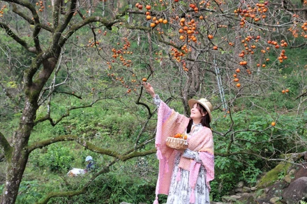 Vườn hồng chín đỏ rực, trải dài trên sườn đồi dãy núi thiêng Đại Huệ.