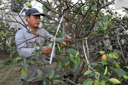Ông Nguyễn Văn Hạnh (xóm Quyết Thắng, xã Nghi Lộc) chăm sóc vườn cam của gia đình.